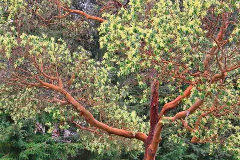 <p>arbutus menziesii</p><p>characteristics: evergreen, scaly bark that peels off to reveal cinnamon , ovular leaves, low apical control, berries </p>