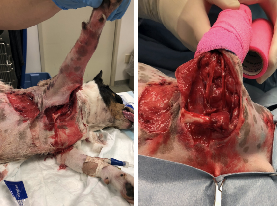 <p><span>Extensive soft tissue damage with damage to the arterial blood supply - arterial blood supply must be repaired to salvage the limb!</span></p>