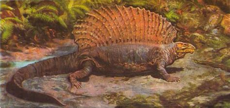 <p>Edaphosauridae</p><p>Late Carboniferous-Early Permian</p><p>Holarctic</p>