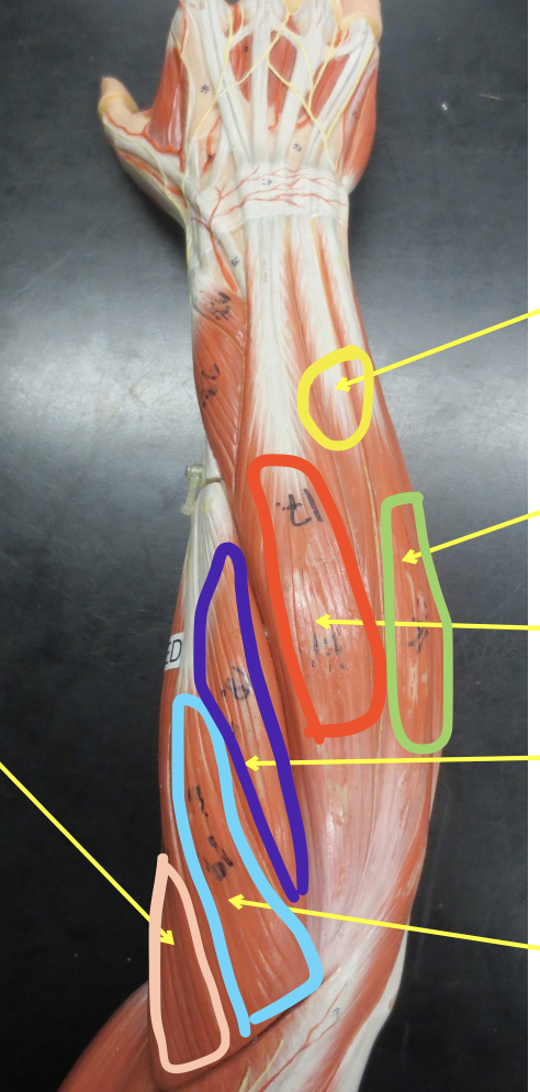<p>Muscle in green</p>