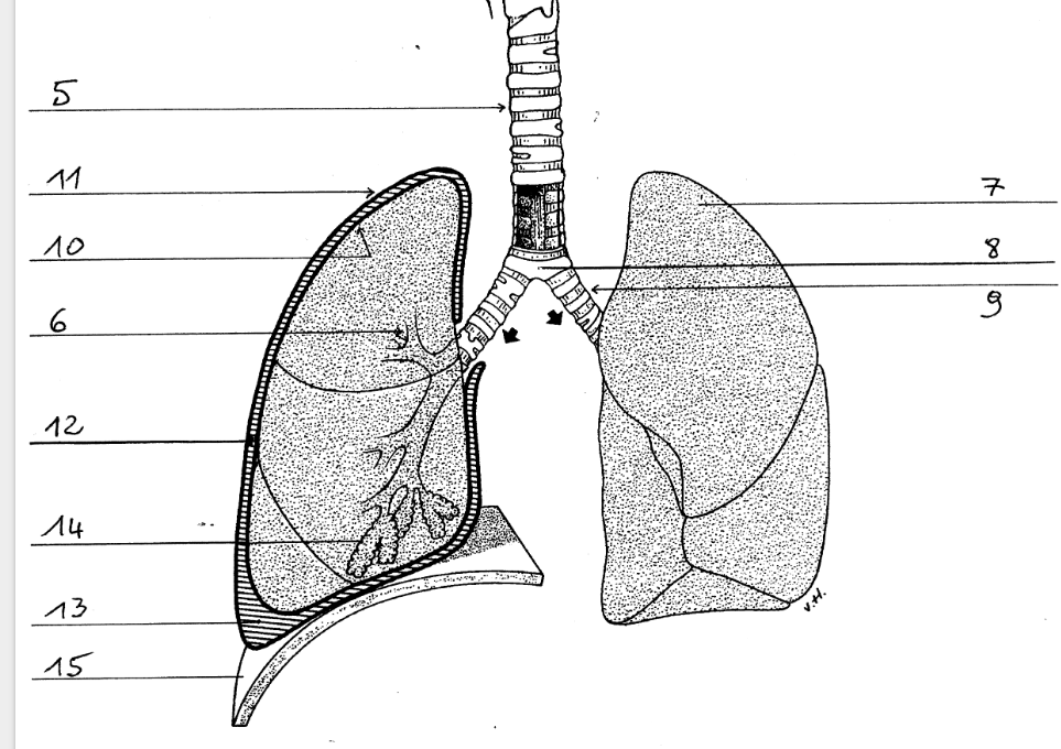 <p>7</p>