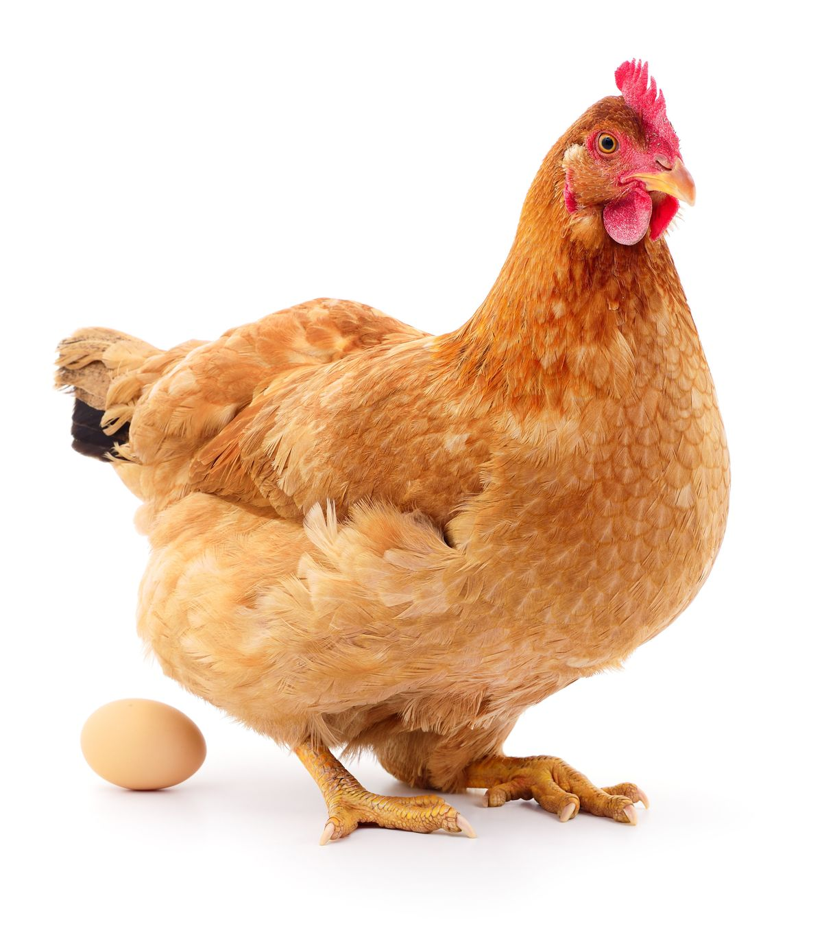 <p>a hen lays egg</p>