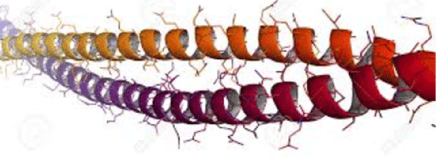 <p>A fibrous protein that is the principal component of hair, skin, and nails</p>