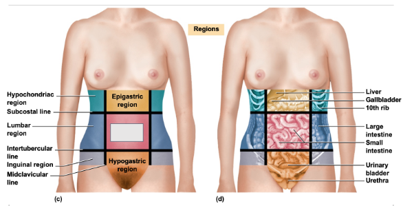 <p>What is this abdominal region</p>