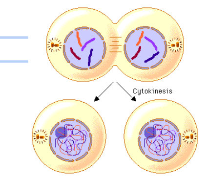 <p>what happens in Cytokinesis</p>