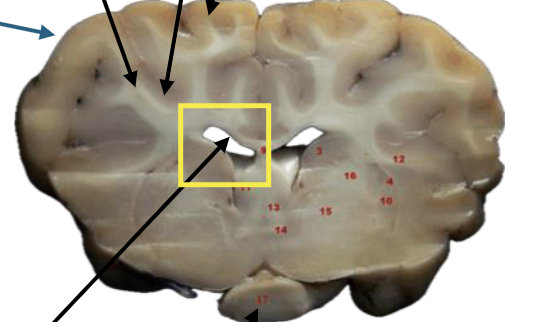 <p>What is this highlighted figure?</p>