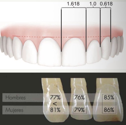 <p><span><span>Mathematical model that tries to relate the MD distances of teeth.</span></span></p><p><span><span>Guide values are used-  incisor and canine crowns have approximately the same width/height ratio (77-86%)</span></span></p>