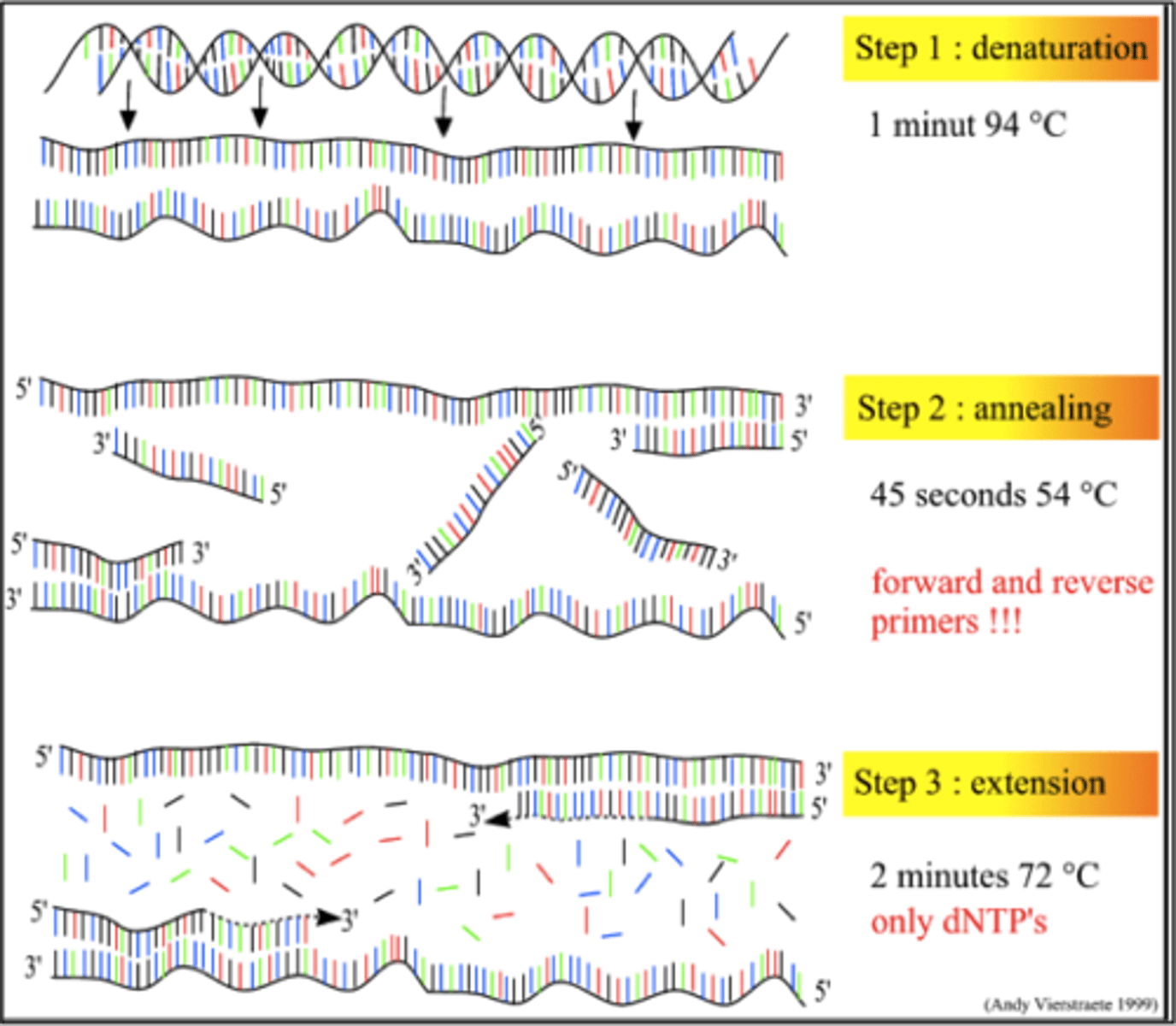 <p>is used to copy and amplify minute quantities of DNA/</p>