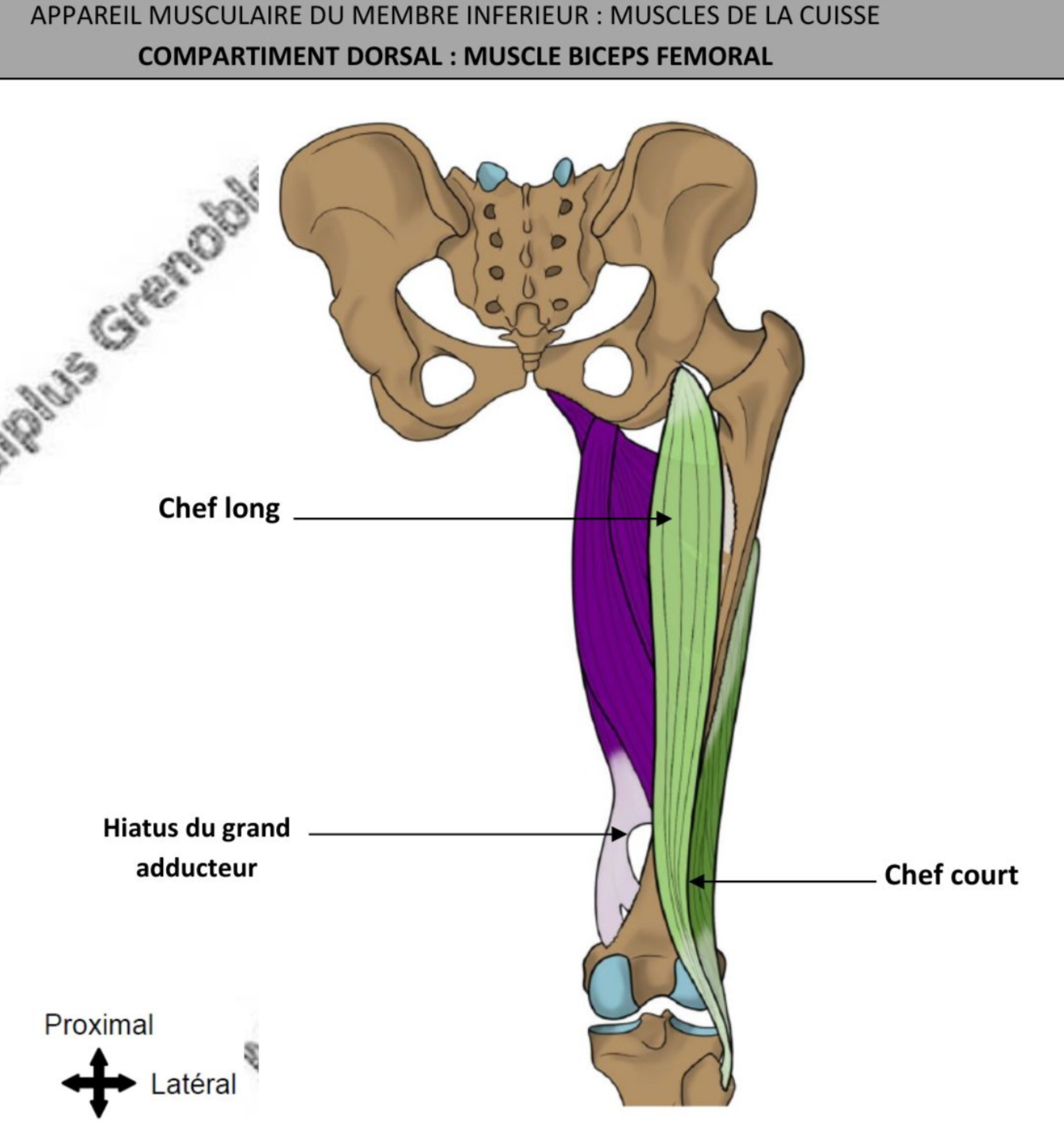 <ul><li><p>fusiforme, volumineux </p></li><li><p>Vertical, fusion 2 chefs en arrière du condyle latéral du fémur, tendon limite proximale &amp; latérale de fosse poplitée </p></li><li><p>Fléchisseurs genou, rotateur latéral de genou, chef long: extenseur de hanche </p></li><li><p>Long: nerf tibial, court: nerf fibulaire commun </p></li></ul><p></p>