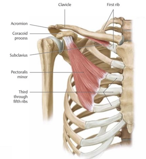 <p>Nerve: Subclavian</p>