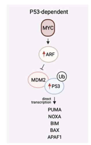 <ul><li><p><span style="background-color: inherit; line-height: 22px; color: windowtext;"><span>In response to oncogenic hyperactive signalling- can lead to apoptosis</span></span><span style="line-height: 22px; color: windowtext;"><span>&nbsp;</span></span></p></li></ul><ol><li><p>sent by p14- ARF (aRF upregulation)</p></li><li><p>upreg of p53</p></li><li><p>drive apoptosis</p></li></ol><p></p>