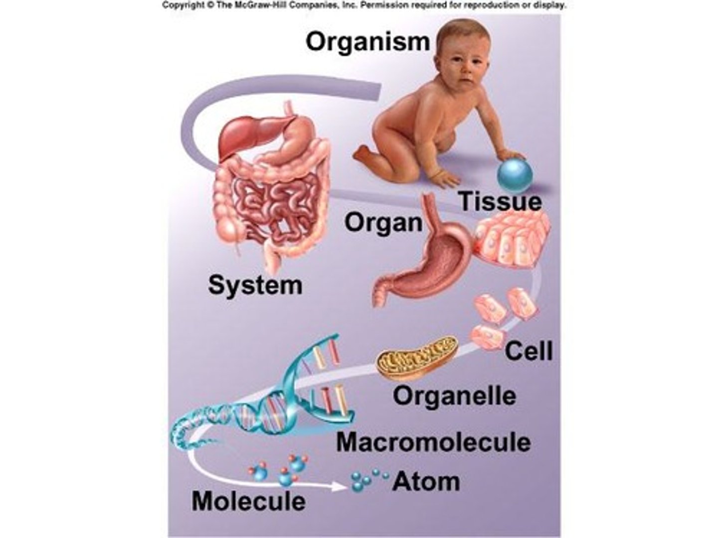 <p>Two or more organs working together.</p>