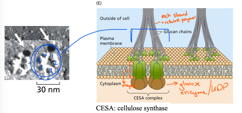 <p>In plants, how many cellulose synthases enzymes are predicted to be present in each rosette?</p>