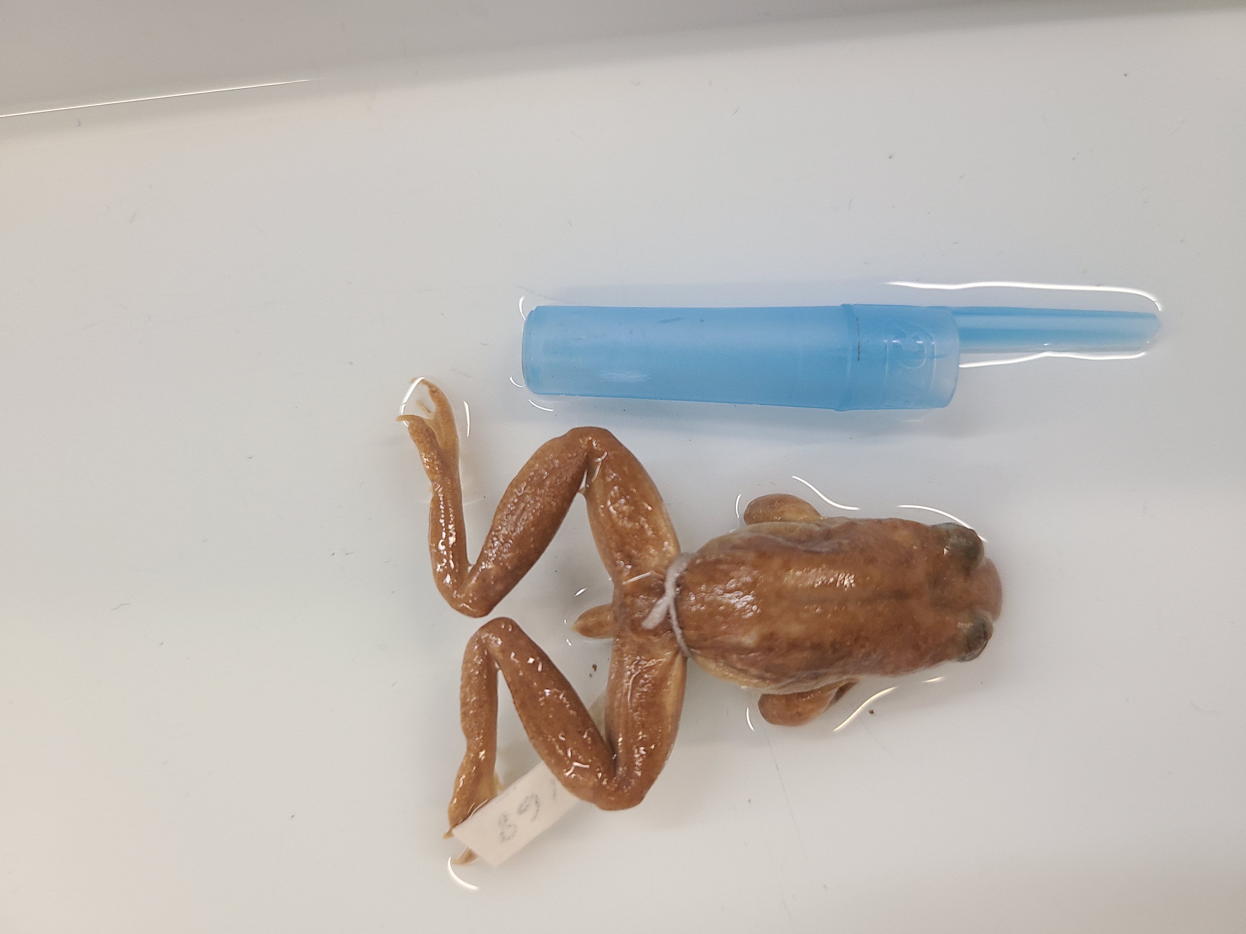 <p>Scientific name and distinguishing feature</p>