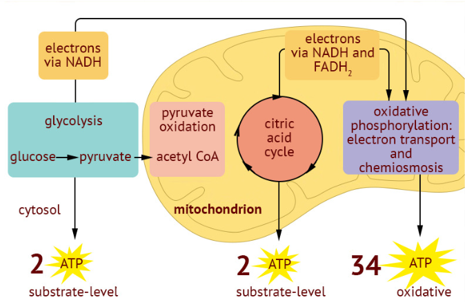 <p>cells harvest chemical energy stored in organic molecules and use it to generate ATP</p><p>organic molecules + oxygen → CO2 + H2O + energy</p><p>starch is the major source of fuel for animals and breaks down into glucose</p><p>catabolic breakdown of glucose:</p><p>C6H12O6+6O2→6CO2+6H2O+energy(ATP and heat)</p><p>the oxidation of glucose transfers electrons to a lower energy state, releasing energy to be used in ATP synthesis</p><p>4 stages: Glycolysis, Pyruvate oxidation, Citric acid cycle (Krebs cycle), and oxidative phosphorylation (ETC and chemiosmosis)</p><p>total ATP produced: about 30-32 ATP</p>