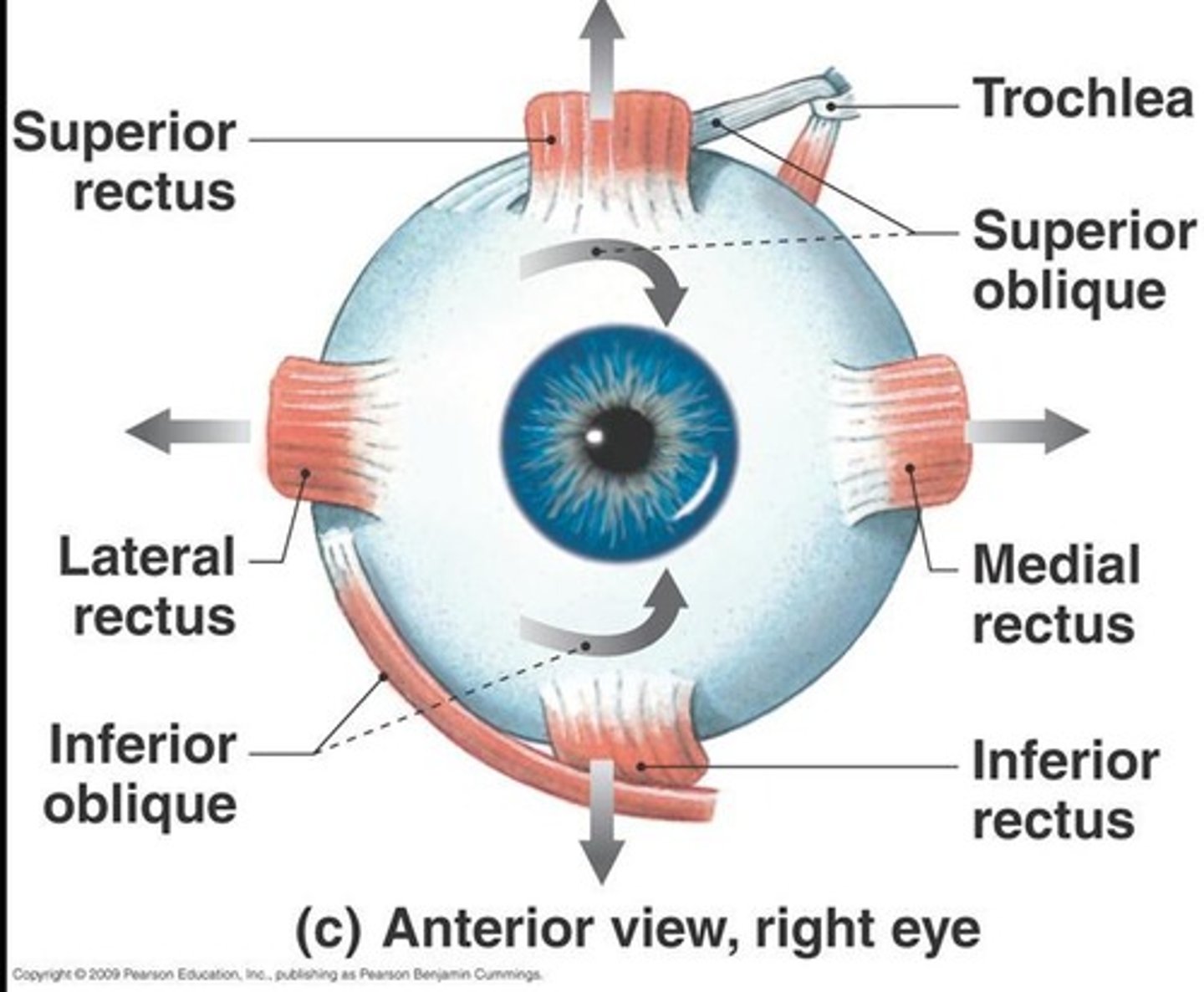 <p>Action: Elevation of eyeball; Innervation: Oculomotor nerve (CN III).</p>