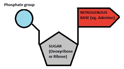 <img src="blob:null/b5363462-5c35-4ada-b2ee-cb3251ebf337"><p>What macromolecue is shown?</p>