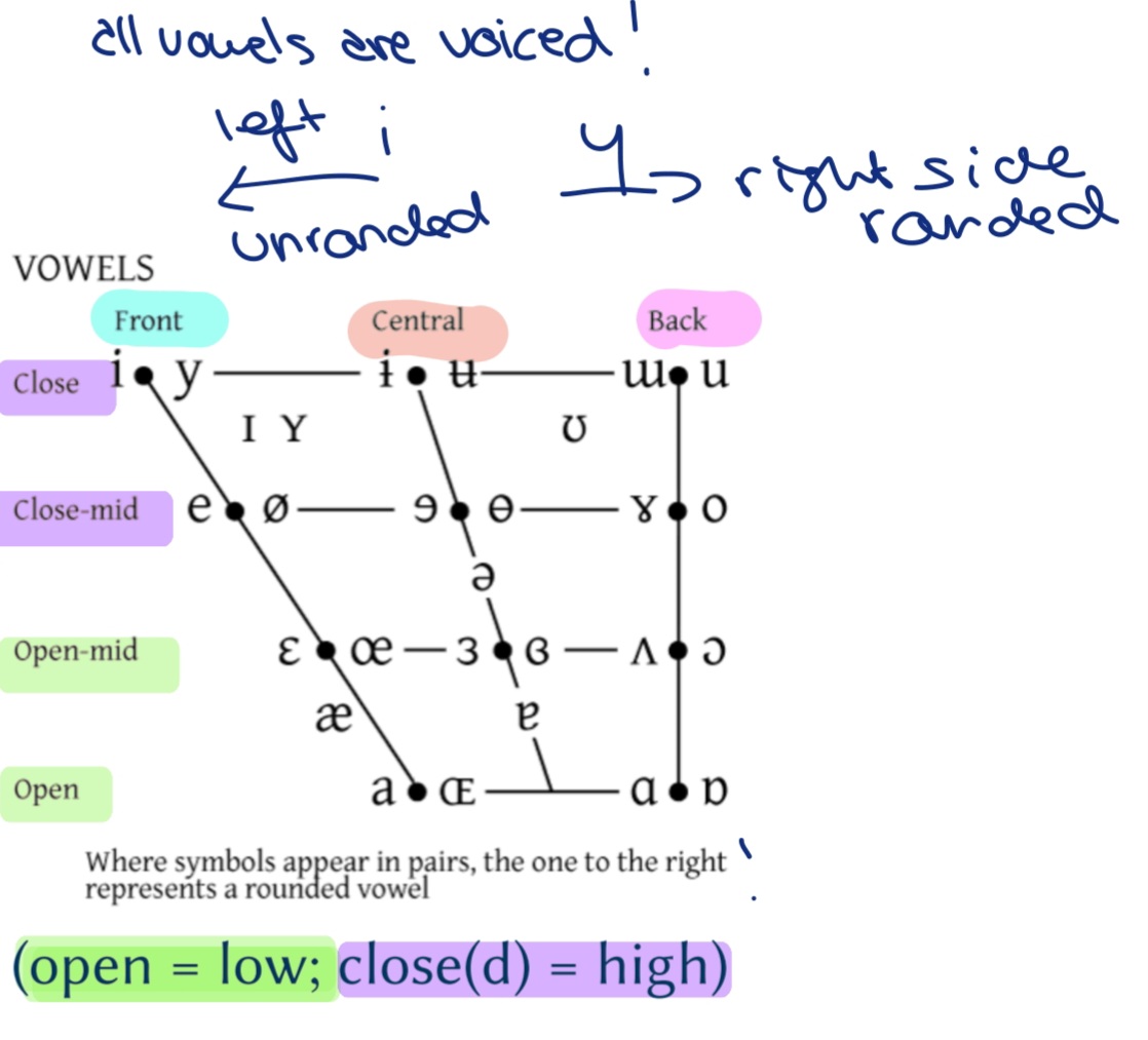 <p>-lip shape; rounded?<br />
-which part of the tongue is raised the highest?<br />
-to what height is it raised?</p>