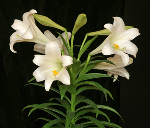 term image