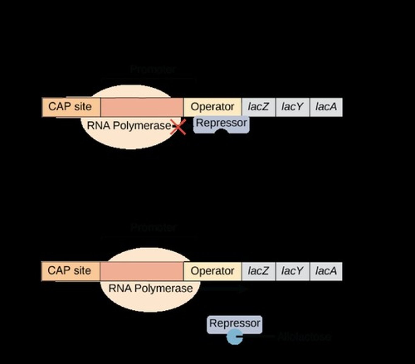 <p>Operon for lactose processing in prokaryotes.</p>