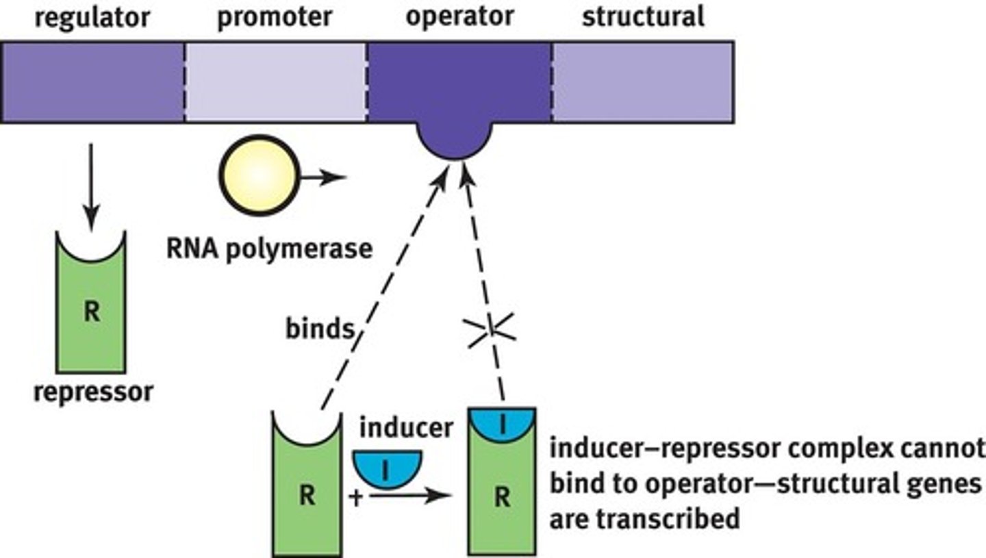 <p>states that operons contain structural genes, an operator site, a promoter site, and a regulator gene:<br><br>Structural Gene codes for the protein, <br>upstream Operator Site is un-transcribed DNA which binds a repressor, <br>further upstream is Promoter Site which binds RNA pol, <br>further upstream is the Regulator Gene which codes for the repressor protein</p>