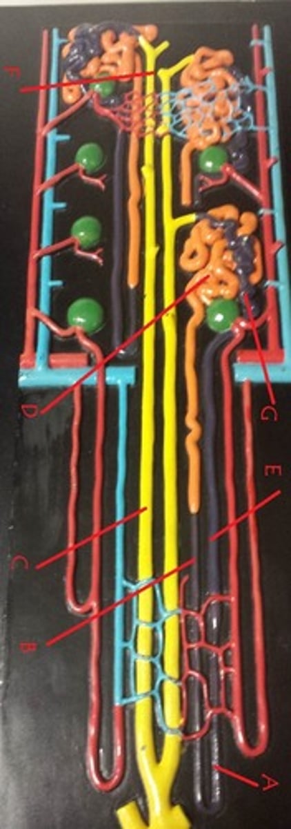 <p>A</p>