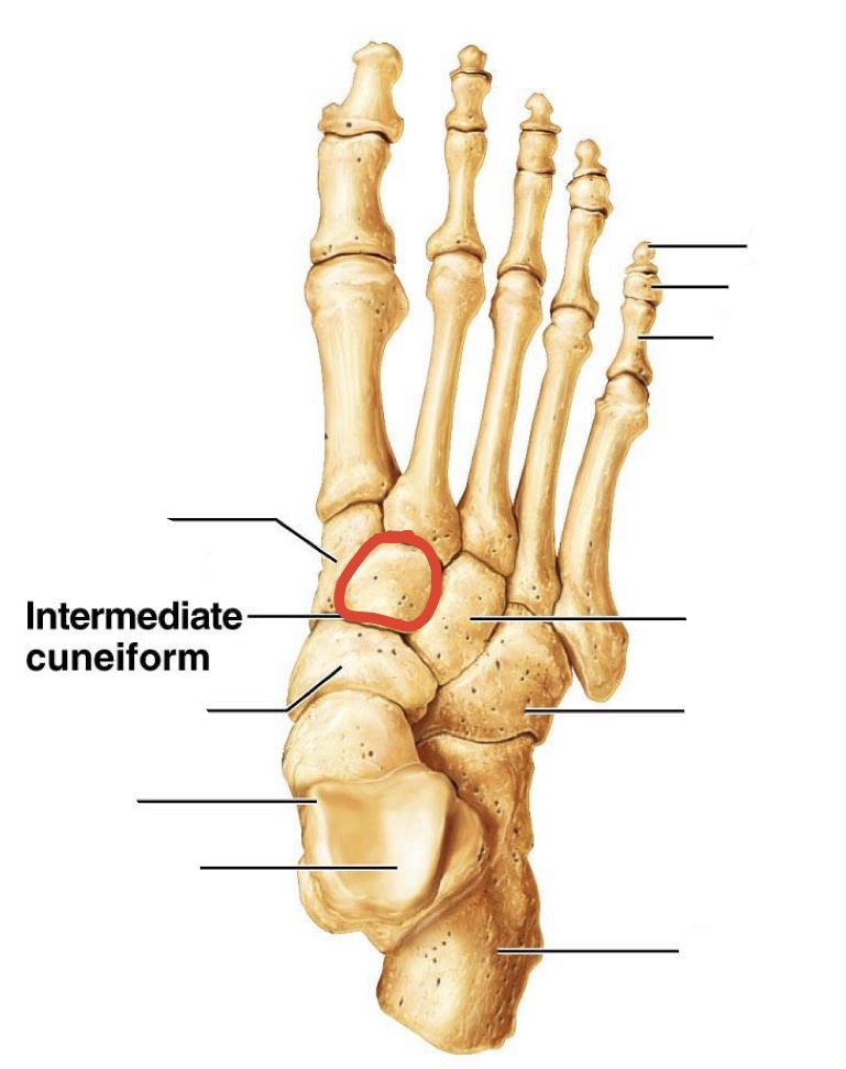 <p>intermediate <span>Cuneiforms</span></p>