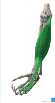 <p>Flexor Digitorum Superficialis </p>