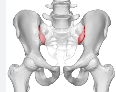 <p>where sacrum and ilium meet (rough edge)</p>