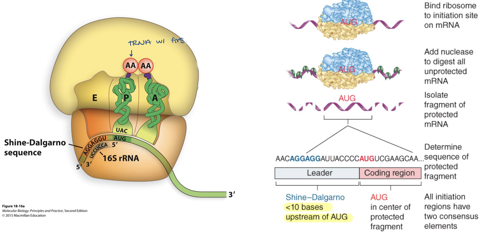 <ul><li><p>sequence is complementary to rRNA</p><ol><li><p>tRNA w/ fMet at P site</p></li><li><p>second aa on tRNA at A site</p></li></ol></li><li><p>ribosome can also use internal ribosome entry sites (IRES)</p></li></ul>