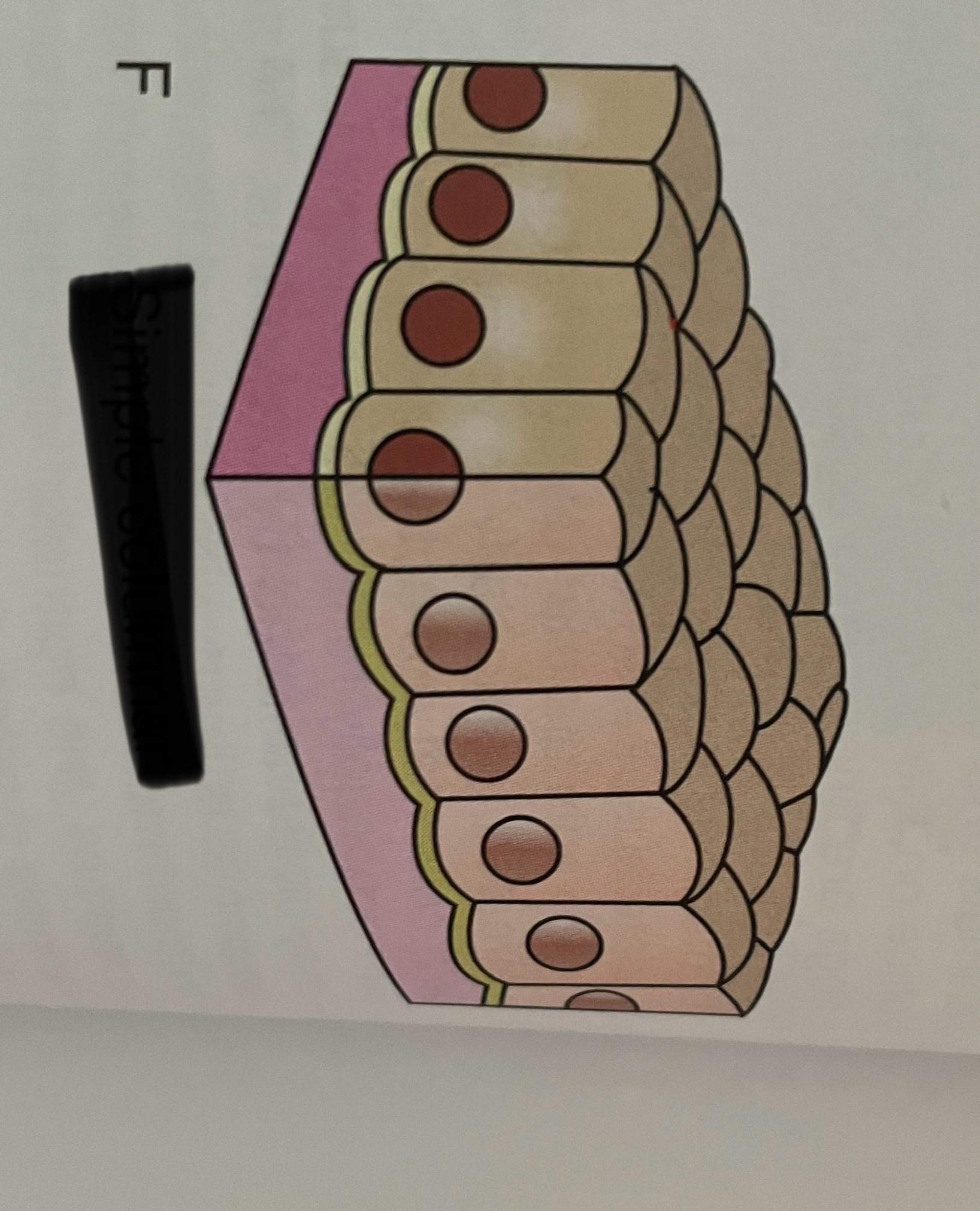 <p>what type of layering is this?</p>