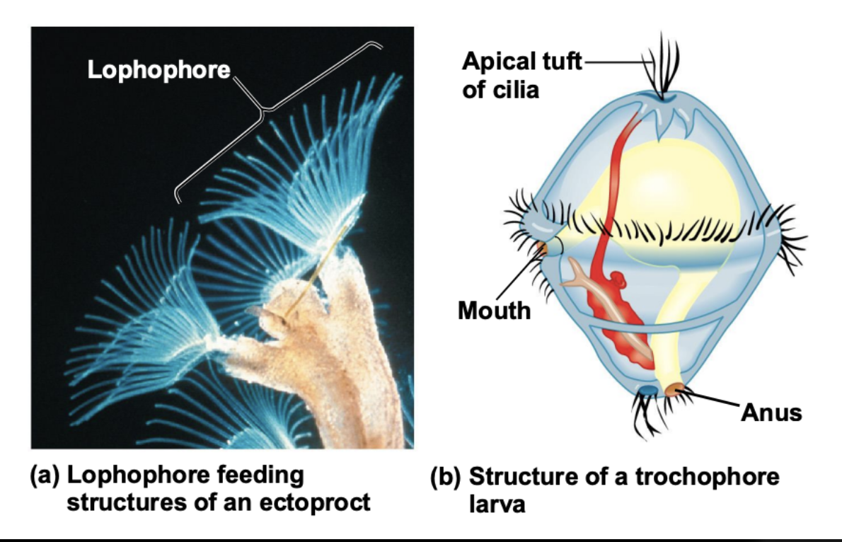 <p>What is a trocophore?</p>