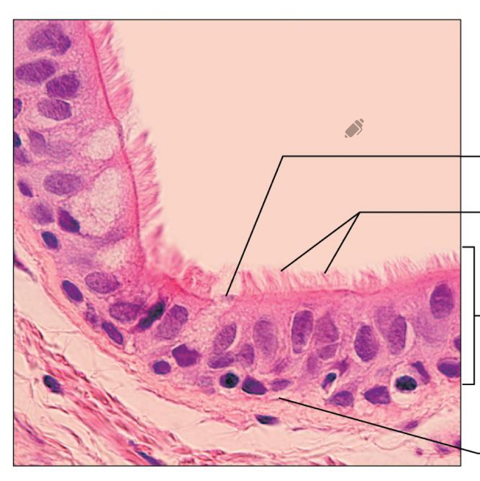 <p>What tissue is this</p>
