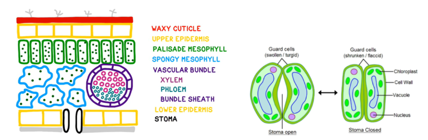 <p><strong>waxy cuticle- </strong>transparent layer on the top of the leaf</p><p><strong>upper epidermis-</strong>transports water and minerals</p><p><strong>palisade mesophyll- </strong>layers of palisade cells for photosynthesis, air spaces between them for gas exchange to occur</p><p><strong>spongy mesophyll-</strong>tiny pores on the underside of the leaf for gases to diffuse in/out, water vapour is also lost from here</p><p><strong>veins/vascular bundle: </strong>contains <strong>xylem-</strong>for water transport <strong>phloem-</strong> transports dissolved sugars in the plant</p><p><strong>lower epidermis- </strong>to prevent water loss</p><p><strong>stomata and guard cells-</strong>allow water and gases in/out of the cell. When plants have enough water guard cells are turgid which keeps the pores open, but when plants are dehydrated the guard cells become flaccid, causing the hole to close</p>
