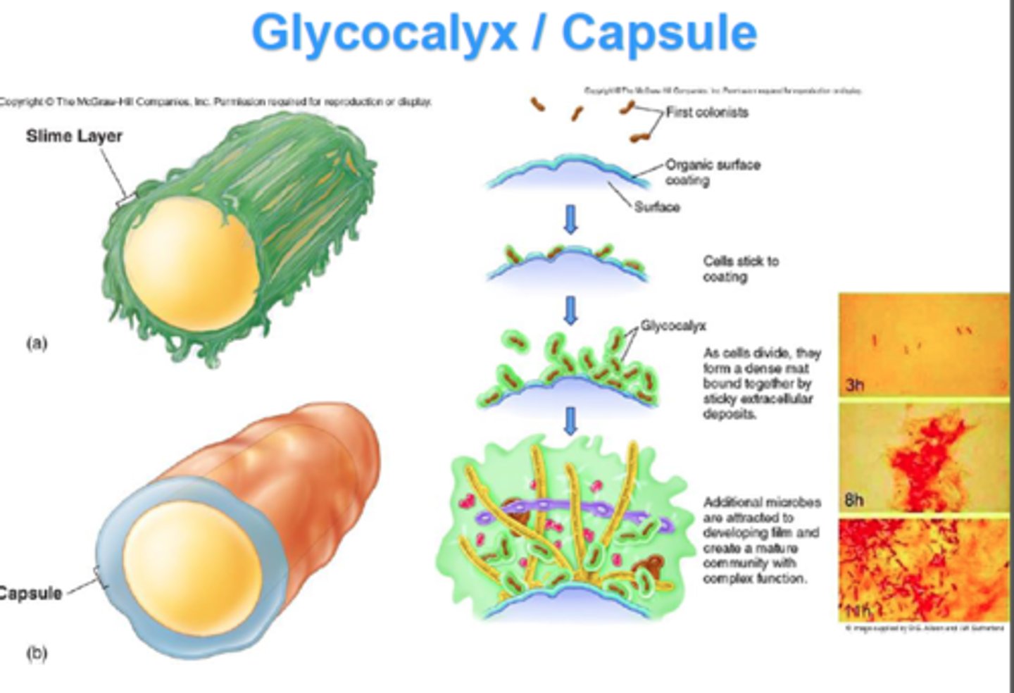 <p>carbohydrates help with cell signaling by forming-</p>