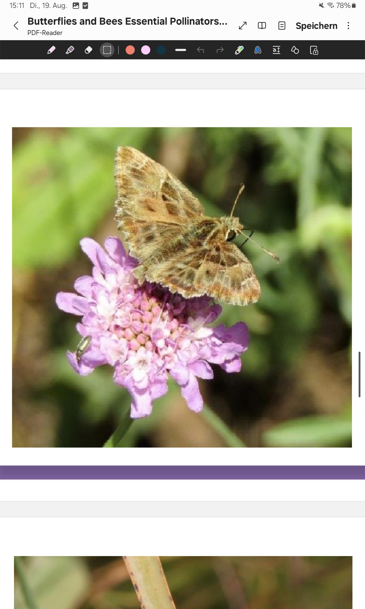 <p>Mallow Skipper</p>