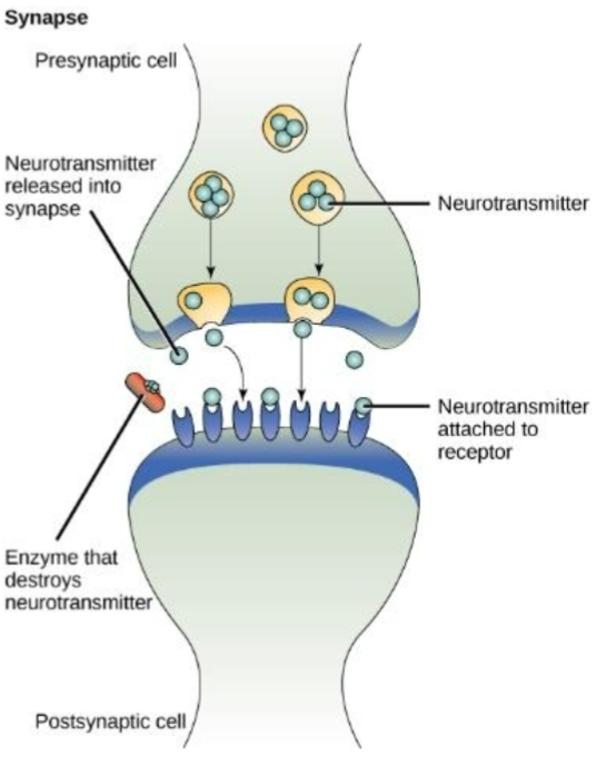 <p>Neurotransmitters use this method across synapses</p>