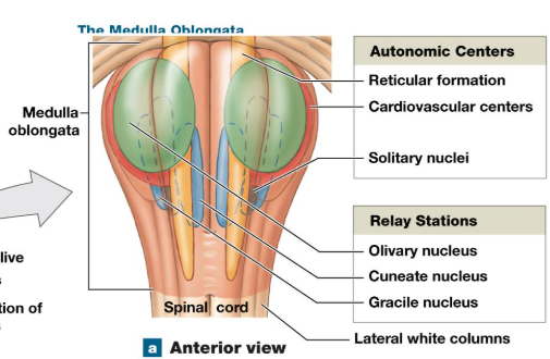 <ul><li><p>Cranial nerves 8-12 </p></li><li><p><strong>Three groups of nuclei</strong></p><ul><li><p>Reflex center for autonomic activity</p></li><li><p>sensory and motor nuclei of cranial nerves</p></li><li><p>relay stations for sensory, motor pathways</p></li></ul><p></p></li></ul><p></p>