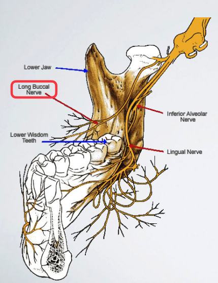 <p>long buccal n.</p>