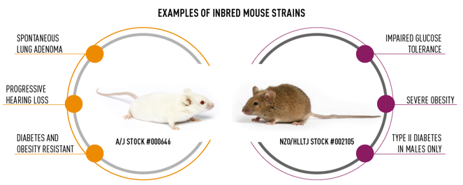 <p>Foundation colony (founders)</p>