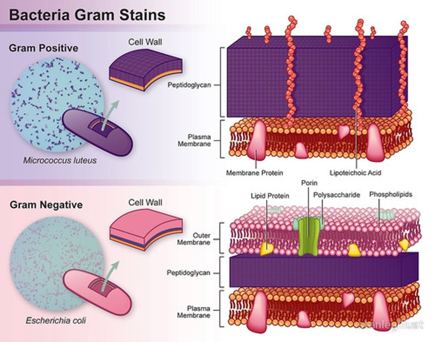 <p>The purple bacteria are known as Gram-positive Bacteria.</p><p>The pink bacteria are known as Gram-negative Bacteria.</p><p>These colors appear with the addition of a specific stain.</p>
