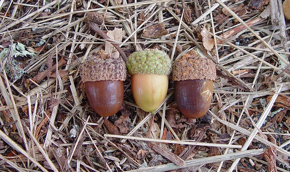 <p>warty cap, cap covers 1/4-1/3 of acorn, ovoid-oblong</p>