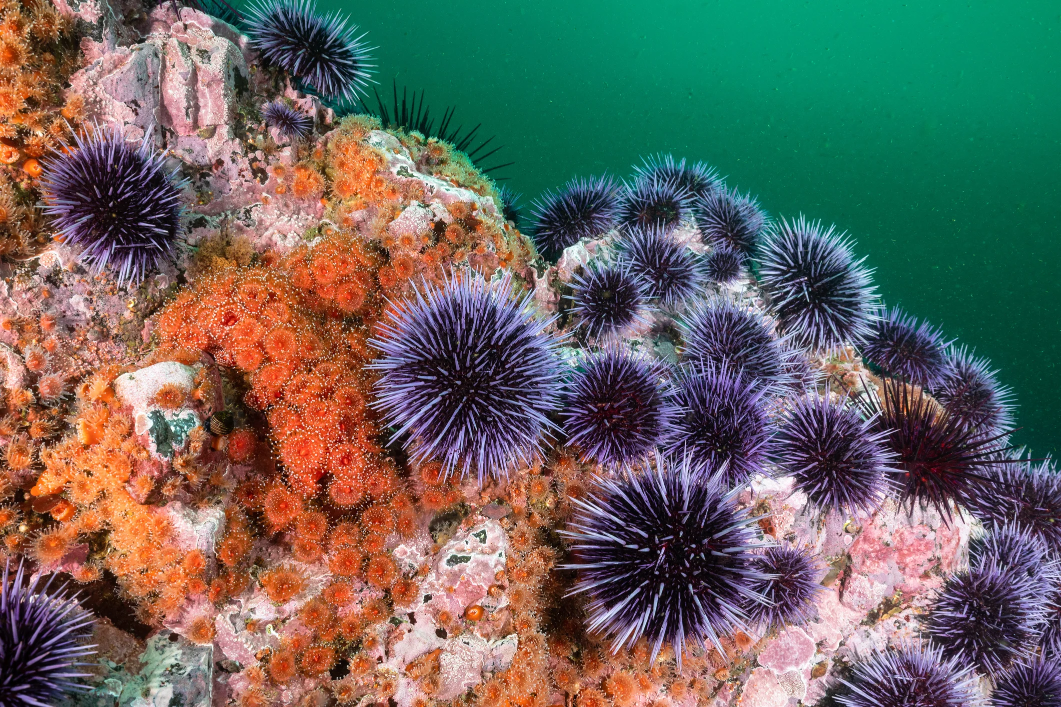 <p>sea urchin</p>