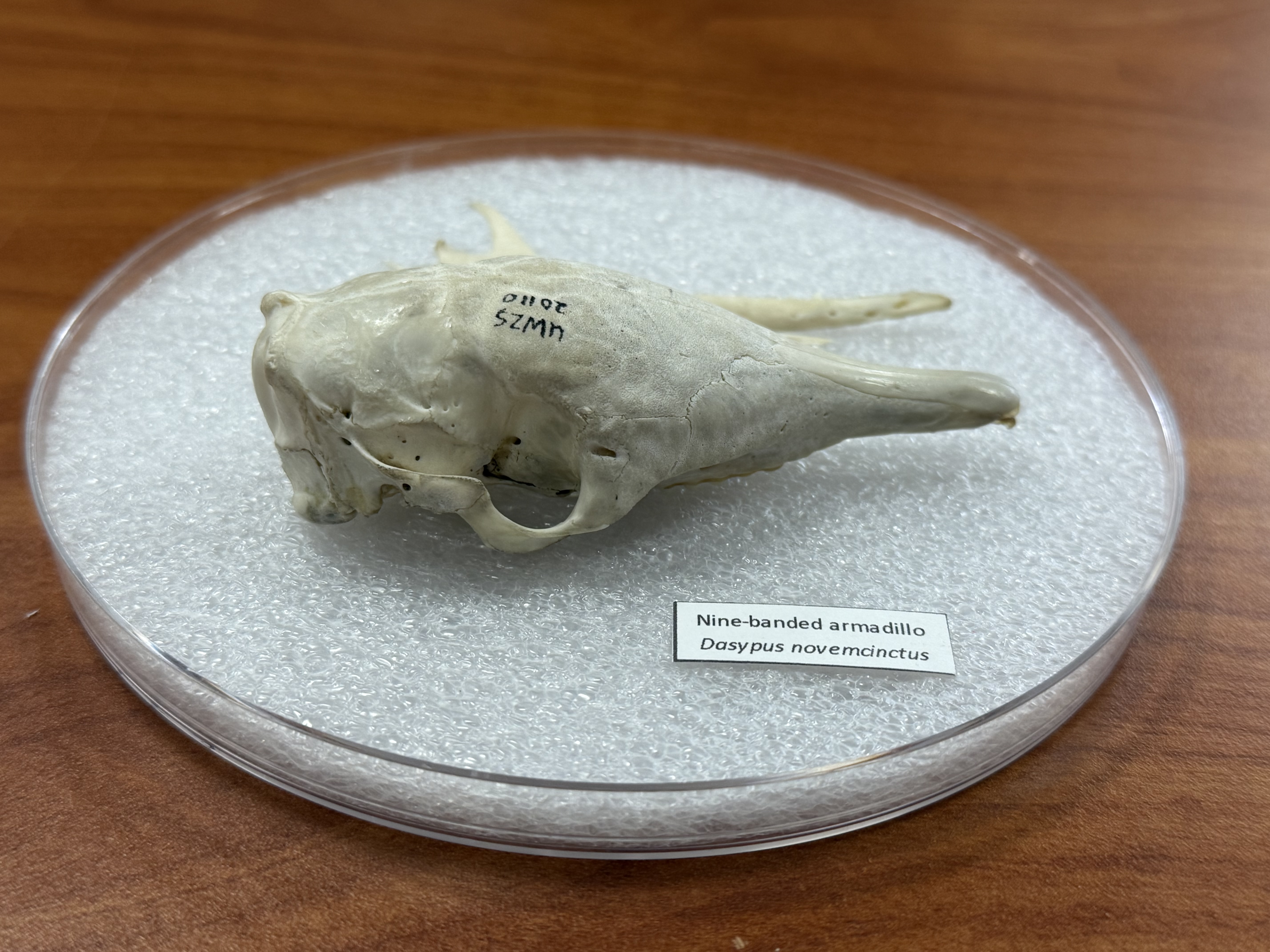 <p><span>Dasypus novemcinctus</span></p>
