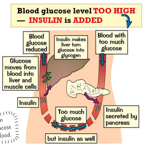 <ul><li><p>blood w too much glucose → insulin secreted by pancreas → too much glucose → insulin → glucose removes from blood into liver &amp; muscle cells → blood glucose reduced → insulin makes liver turn glucose into glycogen</p></li></ul>