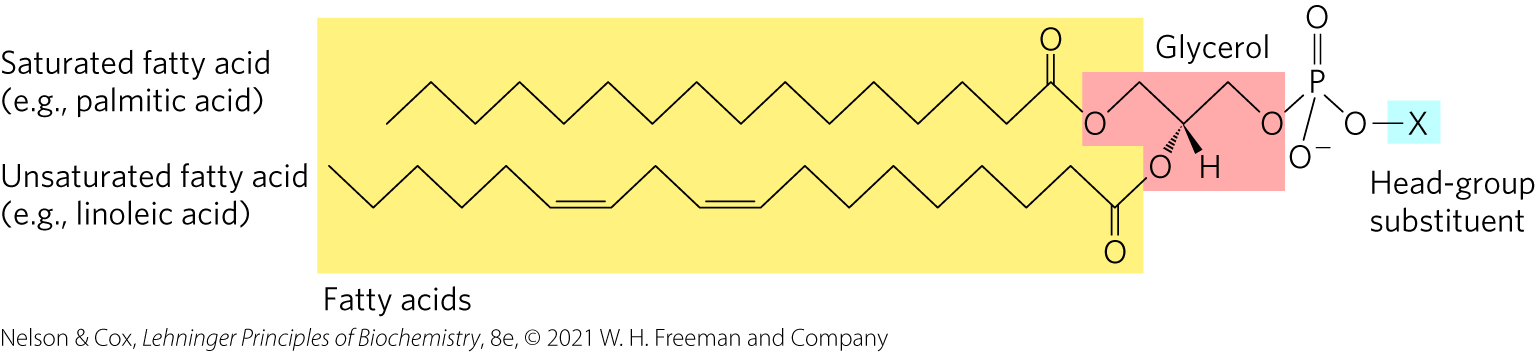 <p><span>Membrane lipids in which two fatty acids are attached in <strong>ester</strong> linkage to the first and second carbons of glycerol, and a highly polar or charged group is attached through a phosphodiester linkage to the third carbon</span></p><ul><li><p>Most important and abundant structural component of biological membranes </p></li><li><p>Similar to TAG (triacylglycerols) </p><ul><li><p>But 1 key difference: Glycerophospholipids has the 3rd hydroxyl groups of that glycerol backbone is NOT attached to another fatty acid (<span style="color: blue;">see highlighted blue “x” in picture</span>). Instead, an “x” is attached to the phosphate. (x = additional types of chemicals). This is called a “<span style="color: red;"><strong>Head-group</strong></span>”. </p></li></ul></li><li><p>Amphipathic molecules => self-assemble &amp; come together in these belayers that form biological membranes. </p></li></ul><p></p>
