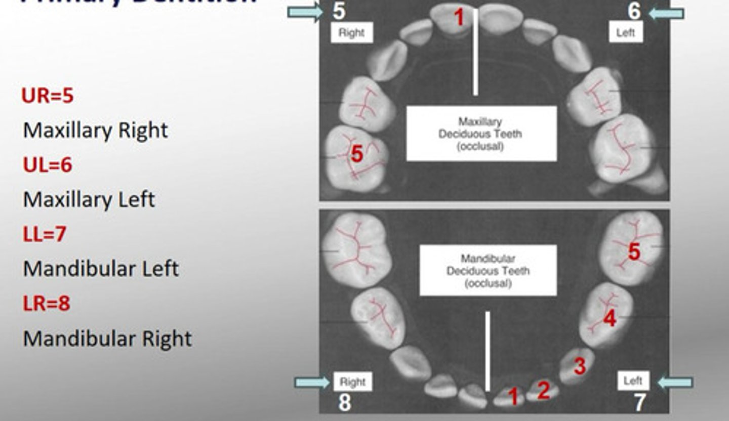 <p>Uses numbers 1-5 from midline</p>