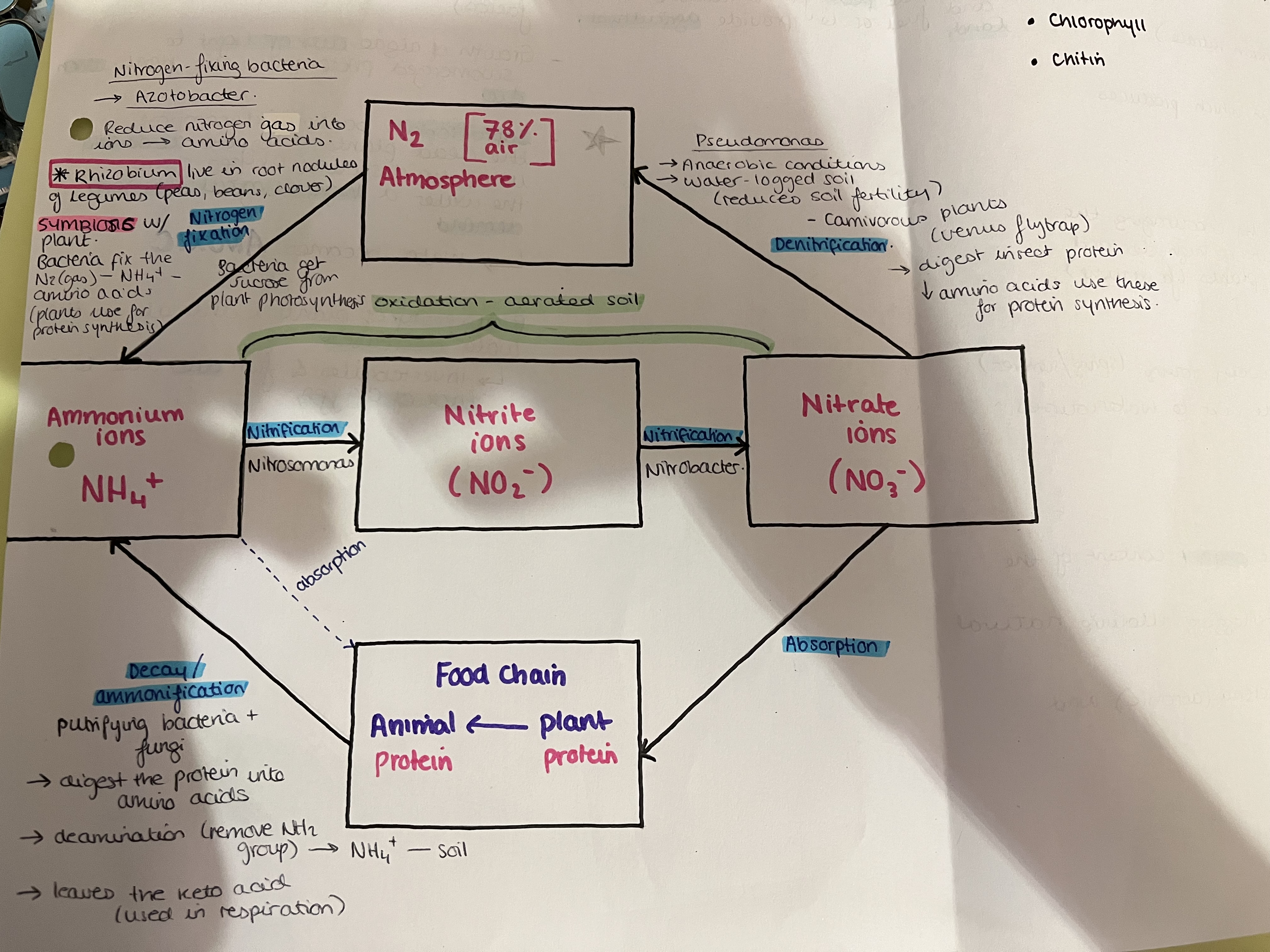 knowt flashcard image