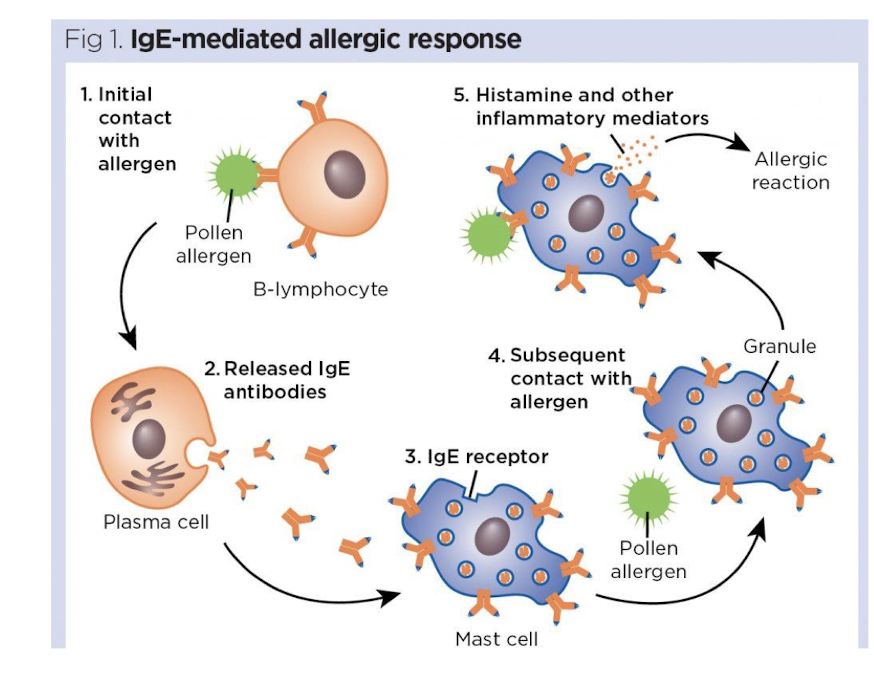 <ol><li><p>Initial contact with allergen</p></li><li><p>released IgE antibodies from the plasma cell</p></li><li><p>antibodies bind to the mast cell</p></li><li><p>pollen allergen then binds to the IgE on the mast cell</p></li><li><p>This binding triggers the mast cell to release histamine and other inflammatory mediators, leading to allergy symptoms. </p></li></ol><p></p>