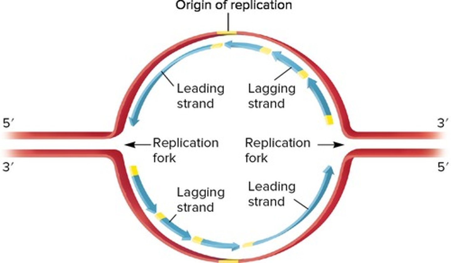 <p>DNA strand synthesized continuously in 5' to 3' direction.</p>